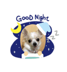 愛犬ちあ（個別スタンプ：7）