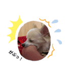 愛犬ちあ（個別スタンプ：8）