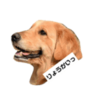 はらださんのおうち（個別スタンプ：1）