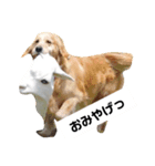 はらださんのおうち（個別スタンプ：4）