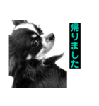 ショコラ ＆ マカロン  ②（個別スタンプ：2）
