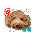 コロンさん（トイプードル）（個別スタンプ：1）