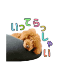 コロンさん（トイプードル）（個別スタンプ：3）