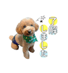 コロンさん（トイプードル）（個別スタンプ：4）