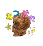 コロンさん（トイプードル）（個別スタンプ：5）