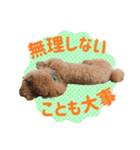 コロンさん（トイプードル）（個別スタンプ：8）