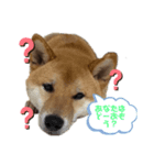 やまぐちさだはる2（個別スタンプ：8）