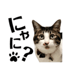 コア ฅ^._.^ ฅ（個別スタンプ：1）