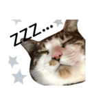 コア ฅ^._.^ ฅ（個別スタンプ：2）