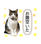 コア ฅ^._.^ ฅ（個別スタンプ：3）