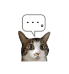 コア ฅ^._.^ ฅ（個別スタンプ：4）