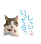 コア ฅ^._.^ ฅ（個別スタンプ：5）