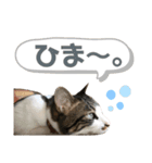 コア ฅ^._.^ ฅ（個別スタンプ：6）