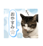 コア ฅ^._.^ ฅ（個別スタンプ：7）