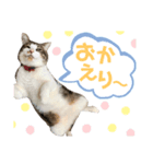 コア ฅ^._.^ ฅ（個別スタンプ：8）