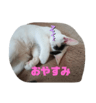 キャットヒロ（個別スタンプ：1）
