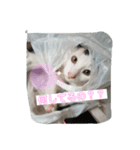 キャットヒロ（個別スタンプ：2）