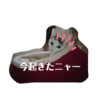 キャットヒロ（個別スタンプ：4）
