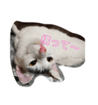 キャットヒロ（個別スタンプ：6）