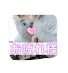 キャットヒロ（個別スタンプ：7）