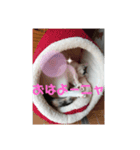 キャットヒロ（個別スタンプ：8）