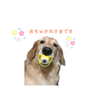 ウチの子ハッチ（個別スタンプ：5）