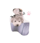 あいさつわんわん（個別スタンプ：3）