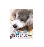 あいさつわんわん（個別スタンプ：6）