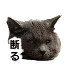 ねこ 猫 Cat（個別スタンプ：1）