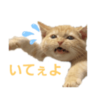 ねこ 猫 Cat（個別スタンプ：2）