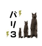 ねこ 猫 Cat（個別スタンプ：4）