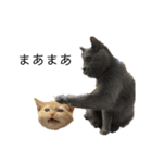 ねこ 猫 Cat（個別スタンプ：6）