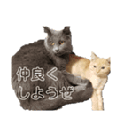 ねこ 猫 Cat（個別スタンプ：7）
