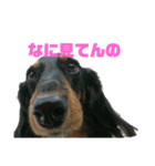 さくら（犬）（個別スタンプ：1）