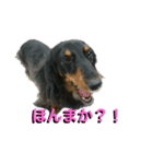 さくら（犬）（個別スタンプ：2）