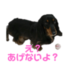 さくら（犬）（個別スタンプ：3）