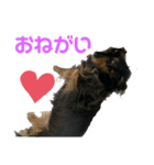 さくら（犬）（個別スタンプ：4）