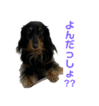 さくら（犬）（個別スタンプ：5）