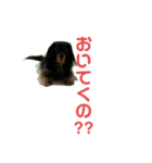さくら（犬）（個別スタンプ：6）