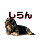 さくら（犬）（個別スタンプ：8）