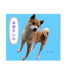我が家のポロくん（個別スタンプ：1）