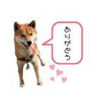 我が家のポロくん（個別スタンプ：8）