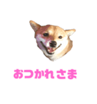 あつあげ（個別スタンプ：3）