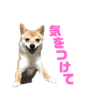 あつあげ（個別スタンプ：7）