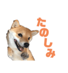 あつあげ（個別スタンプ：8）