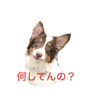 うちの子ラビン（個別スタンプ：1）