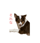 うちの子ラビン（個別スタンプ：5）