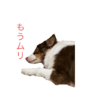 うちの子ラビン（個別スタンプ：6）