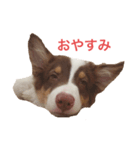うちの子ラビン（個別スタンプ：8）