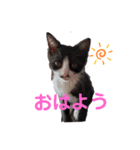 ねこくん＆ねこちゃん（個別スタンプ：1）